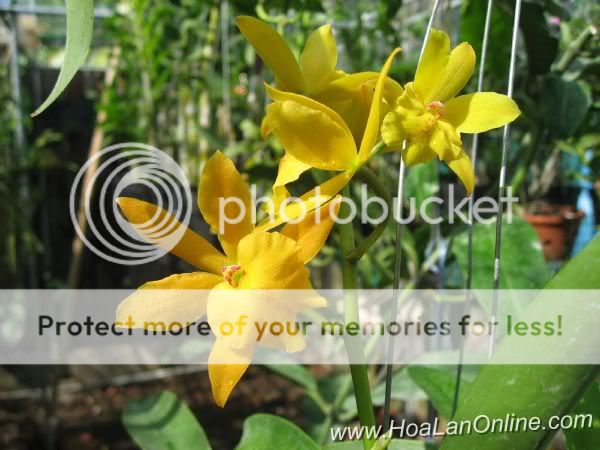 Cần bán hoa lan các loại giá rẻ - 6