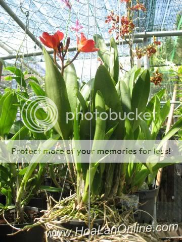 Cần bán hoa lan các loại giá rẻ - 4
