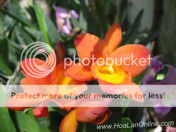 Cần bán hoa lan các loại giá rẻ - 3