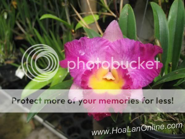 Cần bán hoa lan các loại giá rẻ - 1