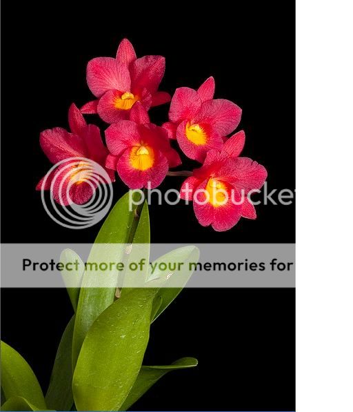 Cần bán hoa lan các loại giá rẻ - 2