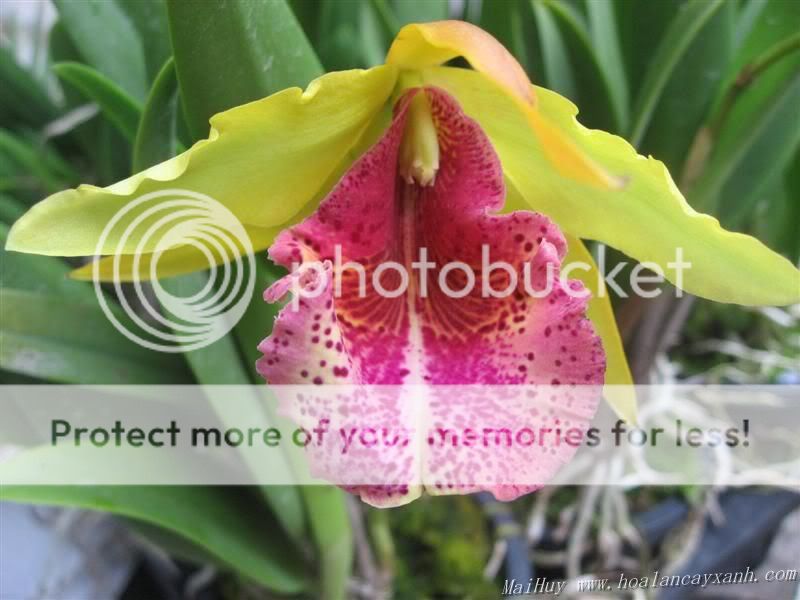 Cần bán hoa lan các loại giá rẻ - 6