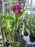 Cần bán hoa lan các loại giá rẻ - 3