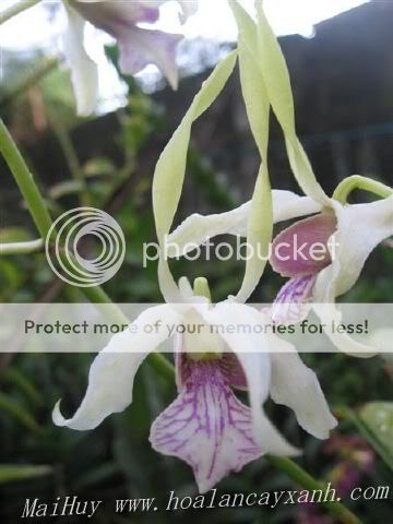 Cần bán hoa lan các loại giá rẻ - 7