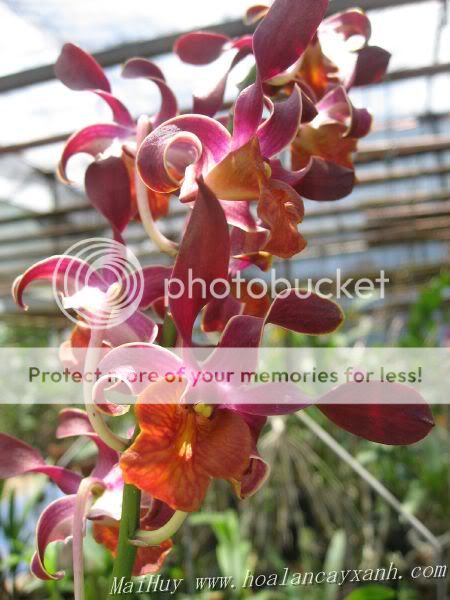 Cần bán hoa lan các loại giá rẻ - 6