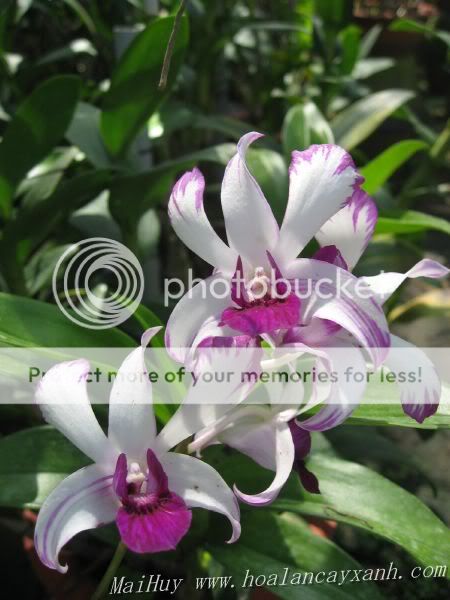 Cần bán hoa lan các loại giá rẻ - 3