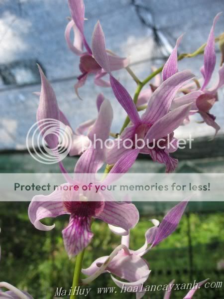 Cần bán hoa lan các loại giá rẻ - 8