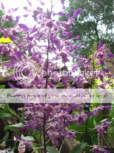 Cần bán hoa lan các loại giá rẻ - 1