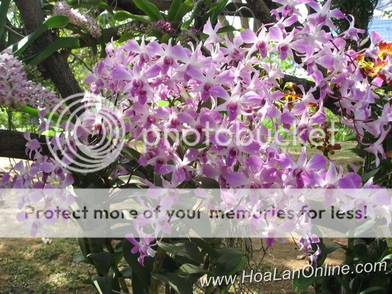 Cần bán hoa lan các loại giá rẻ - 5