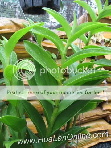 Cần bán hoa lan các loại giá rẻ - 3