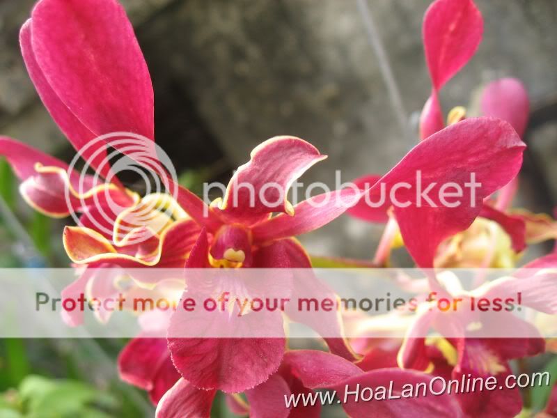 Cần bán hoa lan các loại giá rẻ - 11