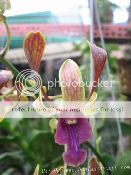 Cần bán hoa lan các loại giá rẻ - 8