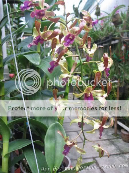 Cần bán hoa lan các loại giá rẻ - 9