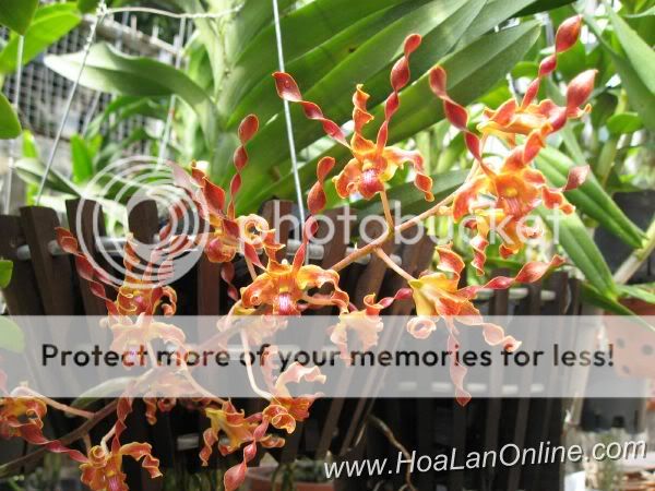 Cần bán hoa lan các loại giá rẻ - 11