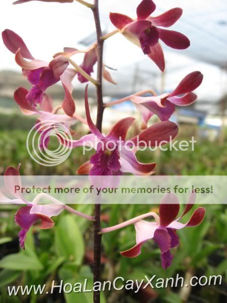 Cần bán hoa lan các loại giá rẻ