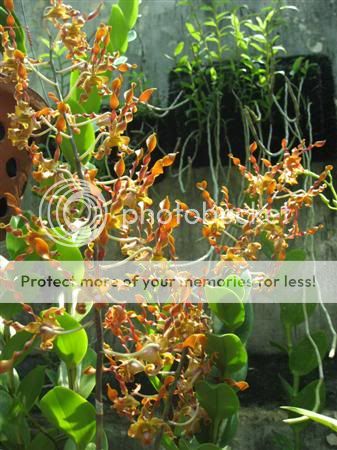 Cần bán hoa lan các loại giá rẻ - 10