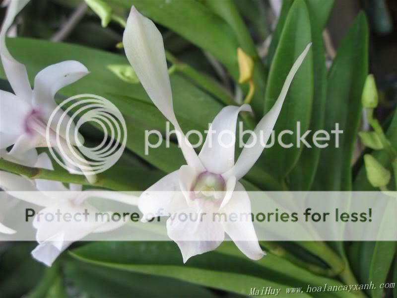 Cần bán hoa lan các loại giá rẻ - 7