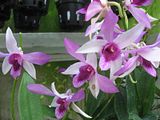 Cần bán hoa lan các loại giá rẻ - 3