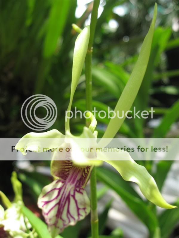 Cần bán hoa lan các loại giá rẻ - 2