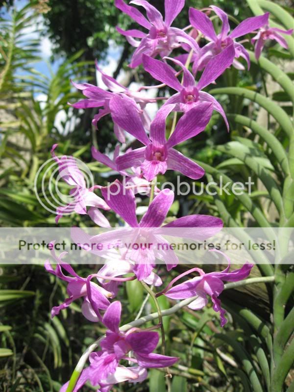 Cần bán hoa lan các loại giá rẻ - 4