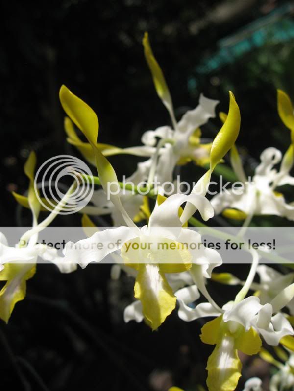 Cần bán hoa lan các loại giá rẻ - 13