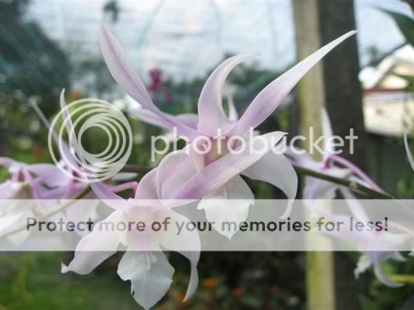 Cần bán hoa lan các loại giá rẻ - 1