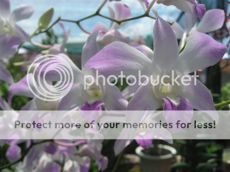 Cần bán hoa lan các loại giá rẻ - 3