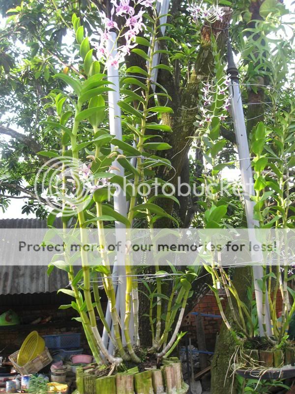 Cần bán hoa lan các loại giá rẻ - 9