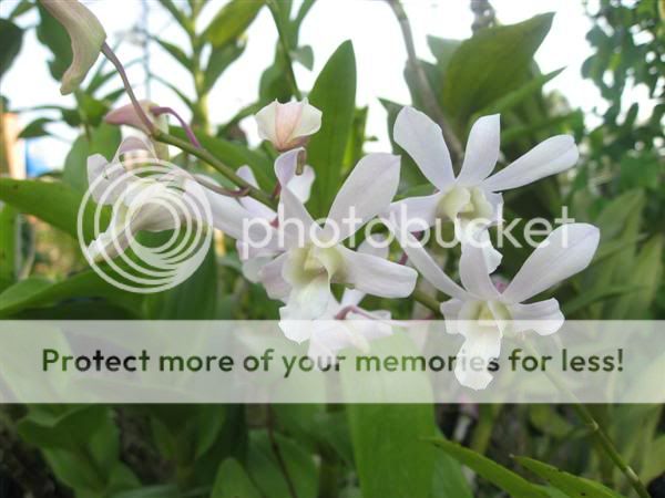 Cần bán hoa lan các loại giá rẻ - 7