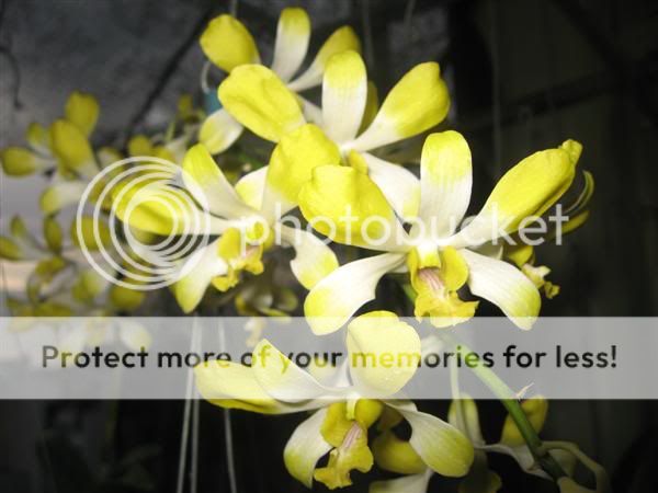 Cần bán hoa lan các loại giá rẻ - 1