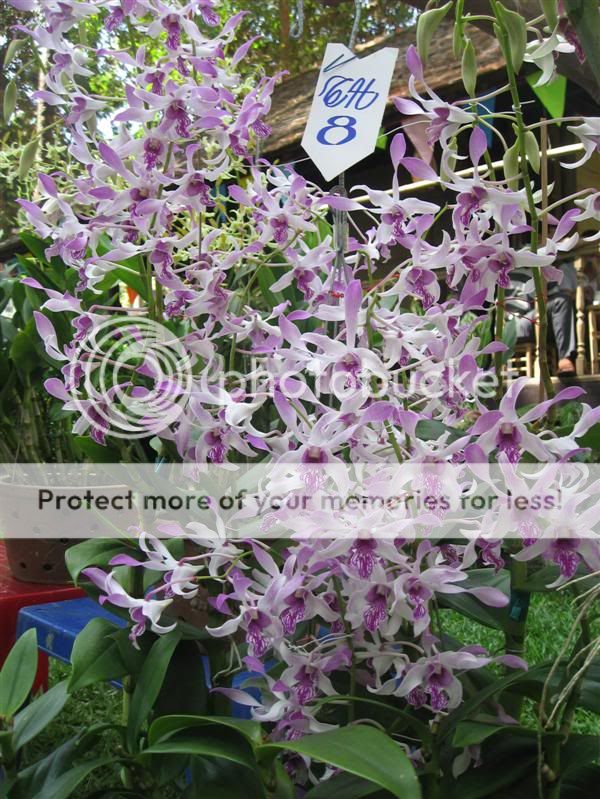 Cần bán hoa lan các loại giá rẻ - 3