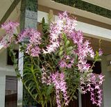 Cần bán hoa lan các loại giá rẻ - 1