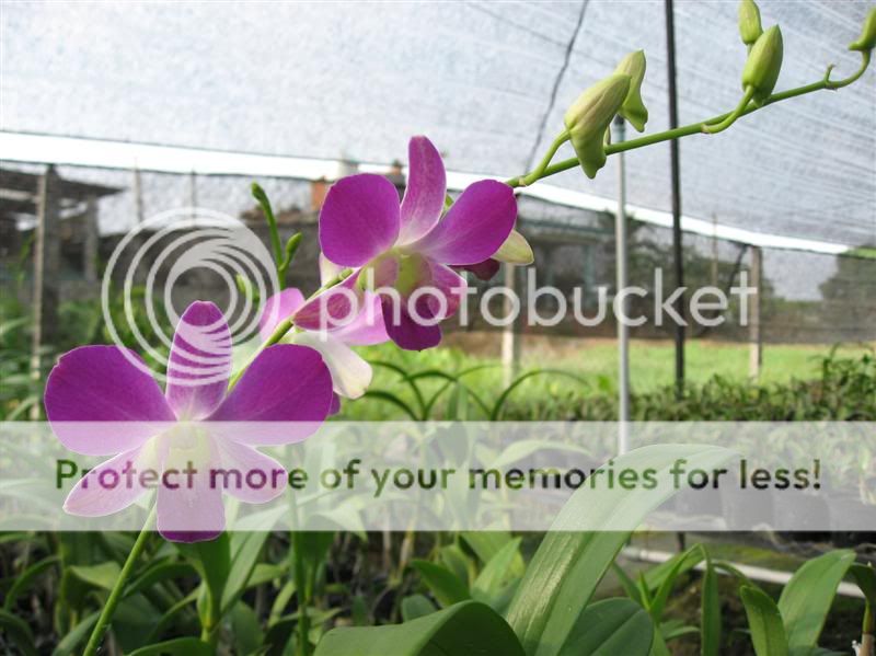 Cần bán hoa lan các loại giá rẻ - 3