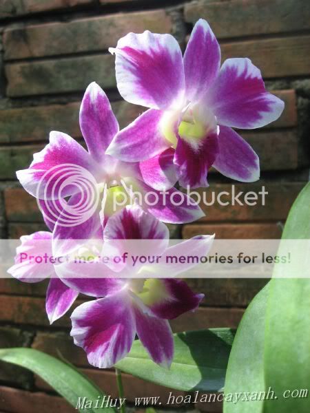 Cần bán hoa lan các loại giá rẻ - 3