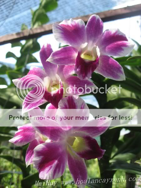 Cần bán hoa lan các loại giá rẻ - 5