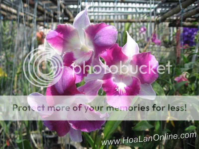 Cần bán hoa lan các loại giá rẻ - 7