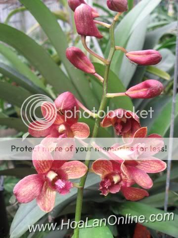 Cần bán hoa lan các loại giá rẻ - 4