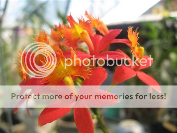 Cần bán hoa lan các loại giá rẻ - 12