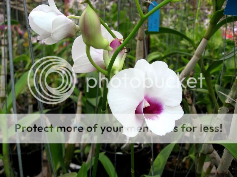 Cần bán hoa lan các loại giá rẻ - 8