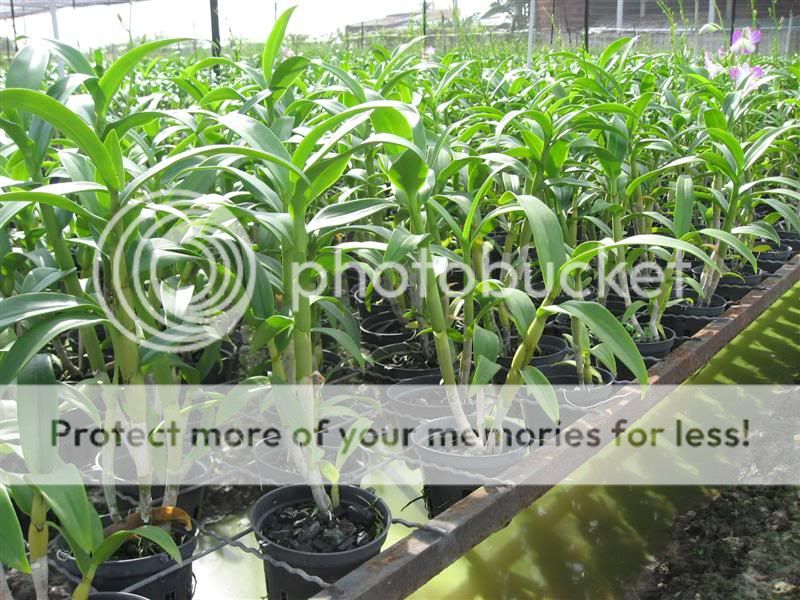 Cần bán hoa lan các loại giá rẻ