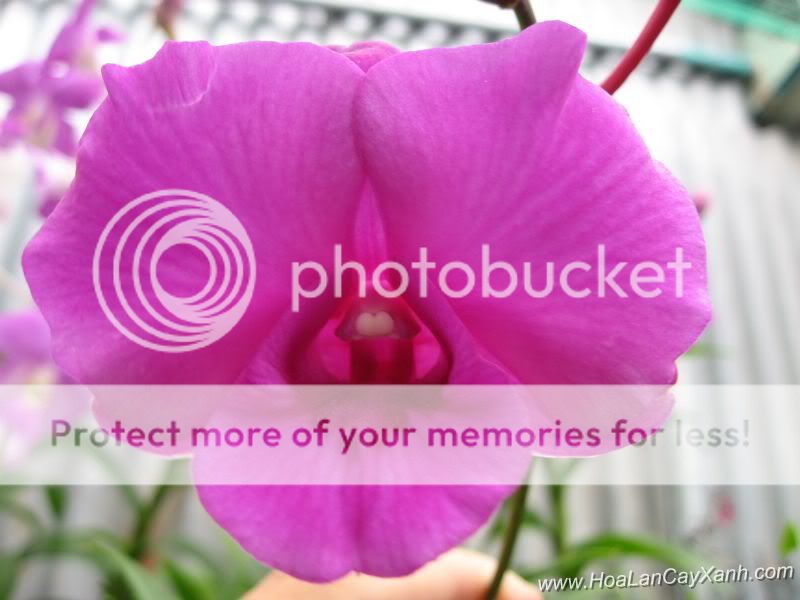 Cần bán hoa lan các loại giá rẻ - 6