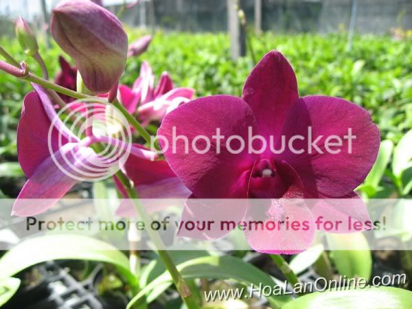 Cần bán hoa lan các loại giá rẻ - 14