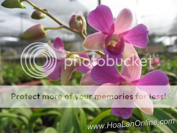 Cần bán hoa lan các loại giá rẻ - 6