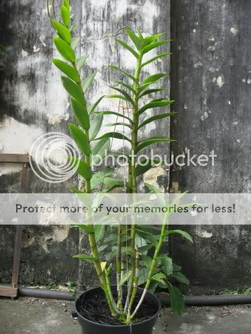 Cần bán hoa lan các loại giá rẻ - 3