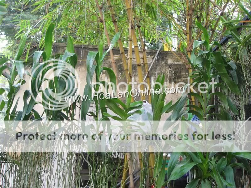 Cần bán hoa lan các loại giá rẻ - 8