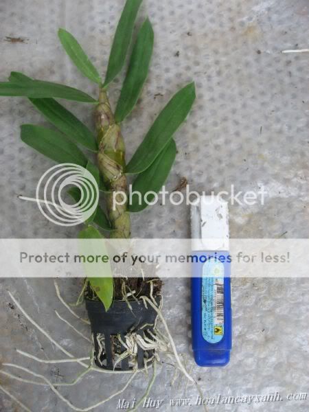 Cần bán hoa lan các loại giá rẻ