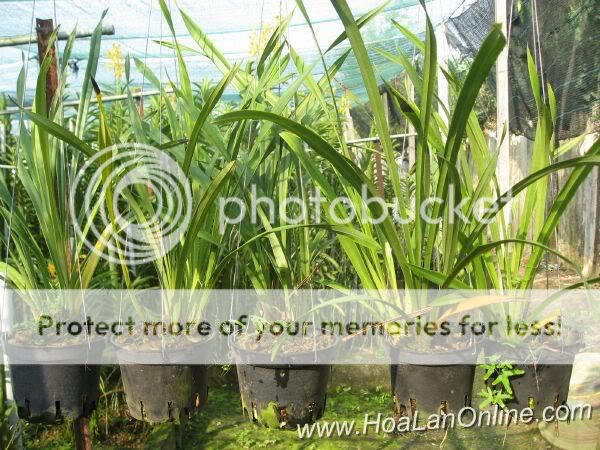 Cần bán hoa lan các loại giá rẻ - 6