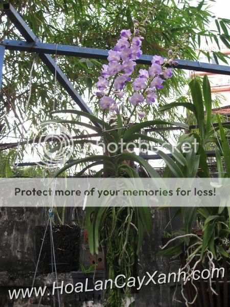 Cần bán hoa lan các loại giá rẻ - 7