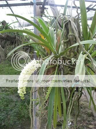 Cần bán hoa lan các loại giá rẻ - 17