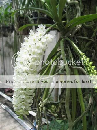 Cần bán hoa lan các loại giá rẻ - 16